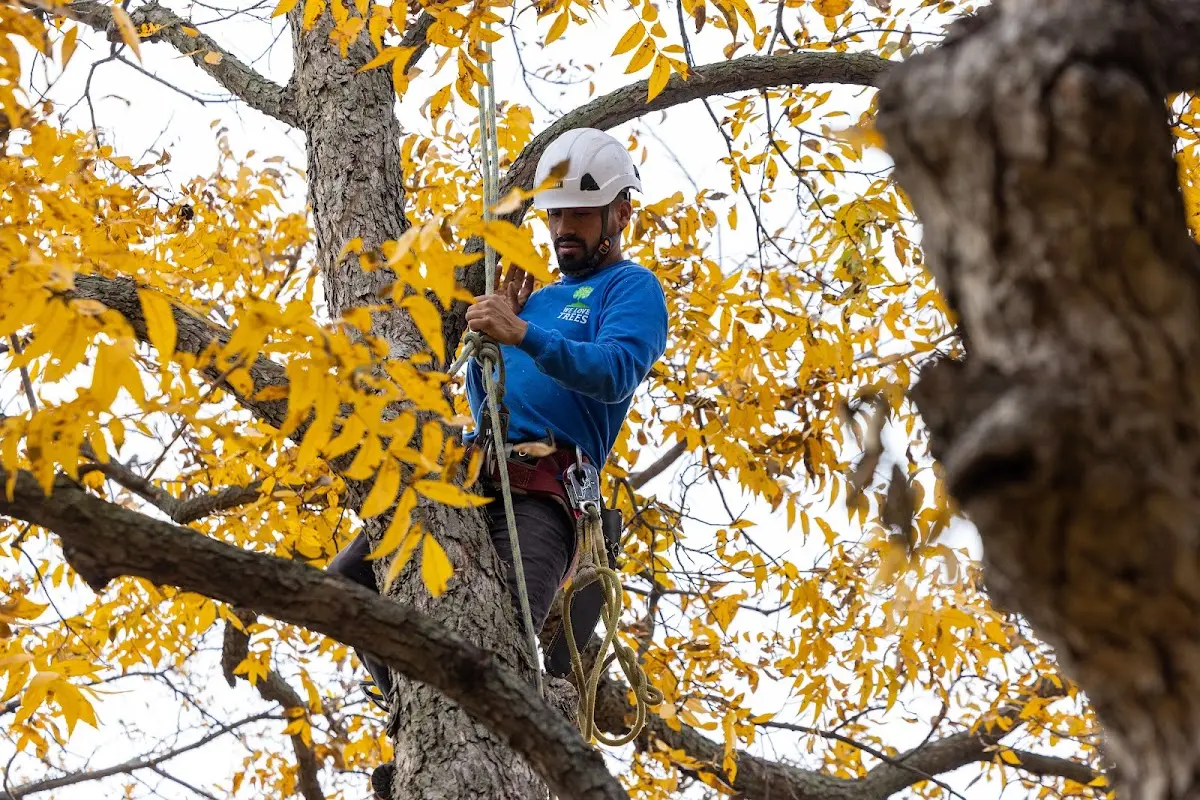 Skilled Tree Planing crew working in Edison