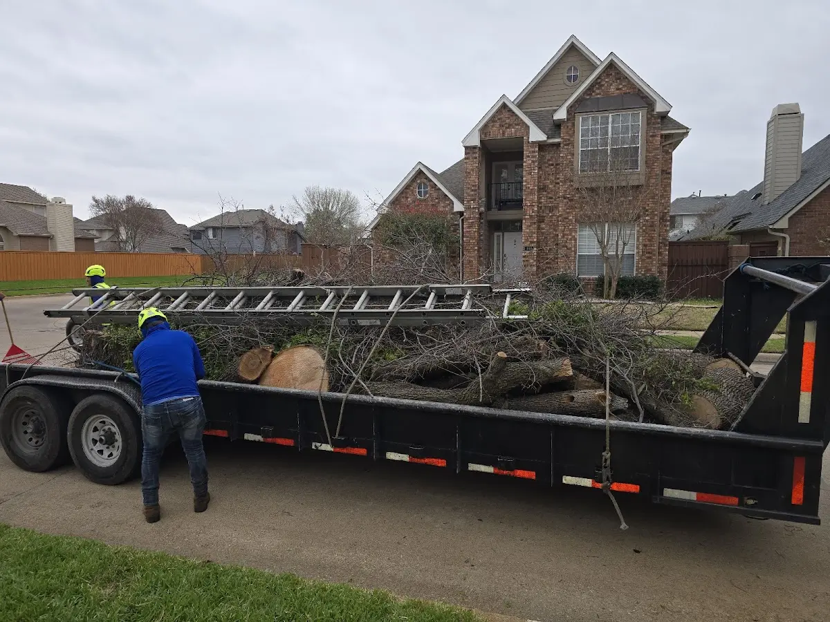 Expert Tree Pest Control with proper safety equipment in Edison